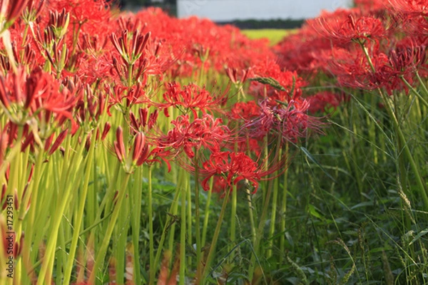 Fototapeta 彼岸花