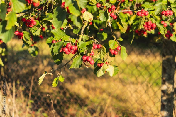 Fototapeta red hawthorn berries growing on a small tree