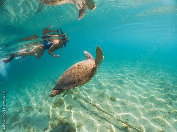 Obraz Snorkelling in Marsa Mubarak, Egypt, young woman swimming above green sea turtle