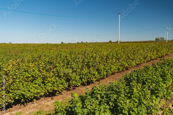 Fototapeta Landscape with raspberry bushes growing in rows