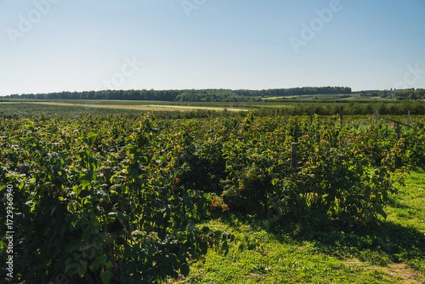 Fototapeta Landscape with raspberry bushes growing in rows