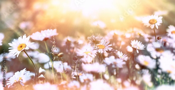 Fototapeta Selective and soft focus on daisy flowers, sunset in meadow flower