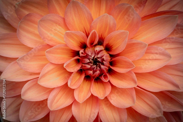 Obraz Orange Dahlia closeup