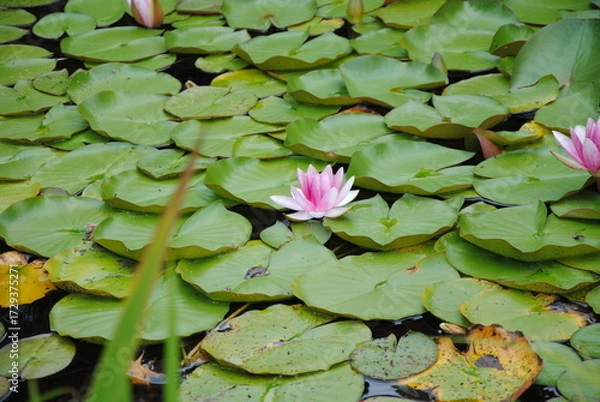 Obraz pink water lily