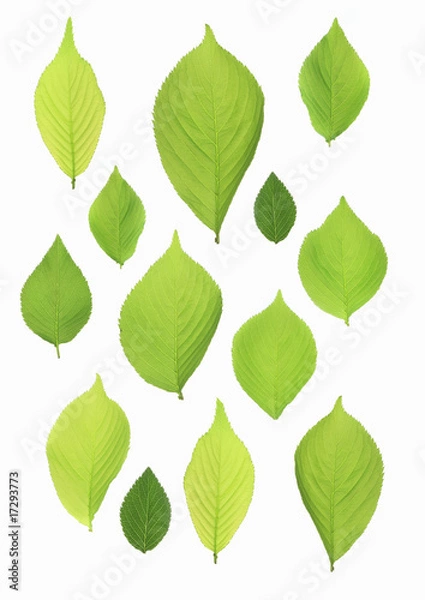 Fototapeta 新緑イメージ