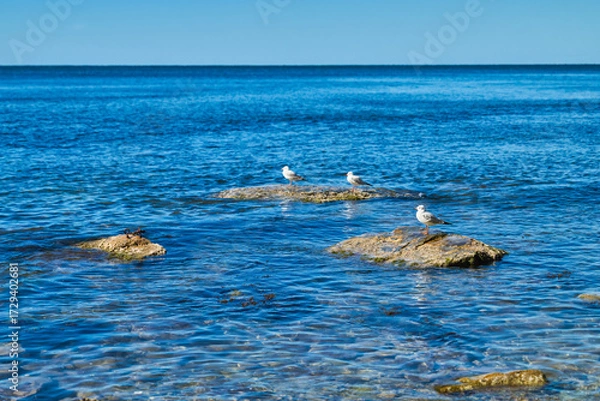 Fototapeta Seagulls resting on rocks near the coastline, a bright sunny day and a clear sea horizon, a poster about ecosystems and a background for the interior