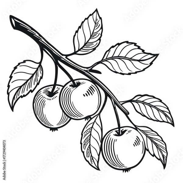 Fototapeta Apples on a branch with leaves fruit nature