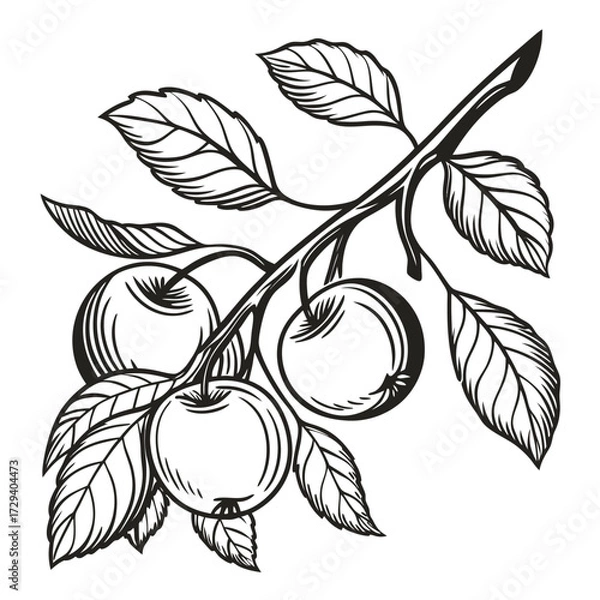 Fototapeta Apples on branch with leaves fruit natural