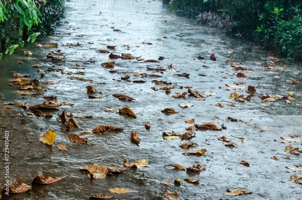 Fototapeta Raining On Leafy Concrete
