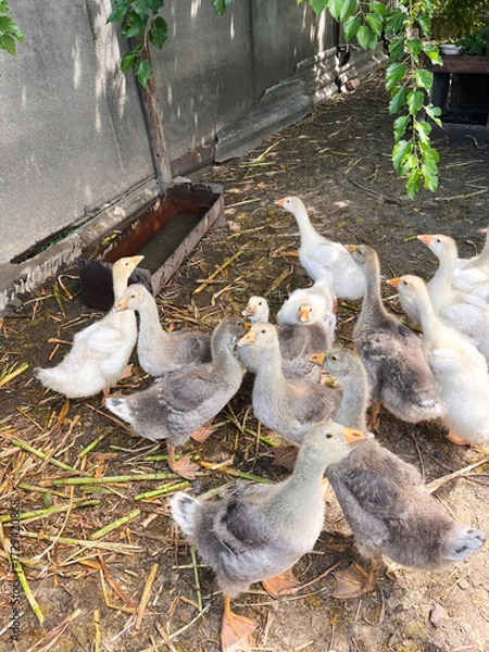 Fototapeta A flock of goslings walking around a yard near a feeding trough. The outdoor scene captures the natural movement of young birds exploring their environment and feeding from a communal feeder.