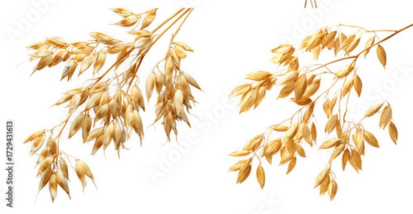 Fototapeta Two stalks of golden oat plant with ripe grain, isolated on transparent background