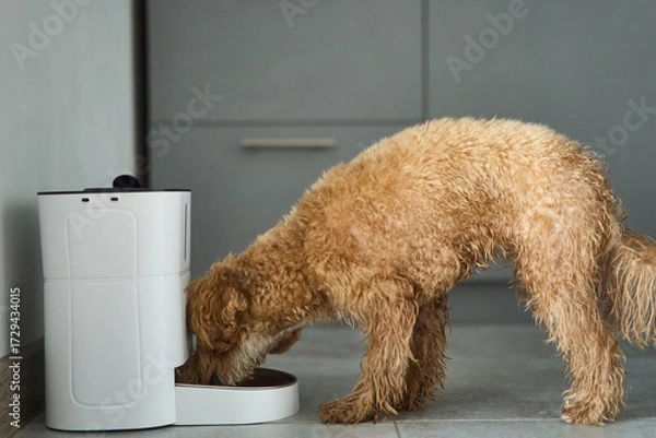 Fototapeta A fluffy and adorable dog happily enjoying its delicious meal from a stylish automated food dispenser in the kitchen