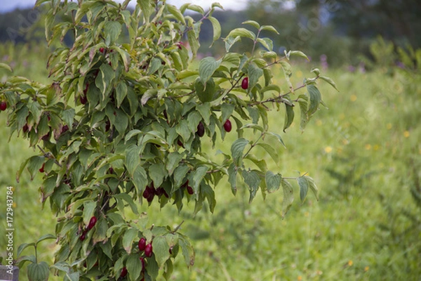 Fototapeta Dirndlstrauch