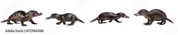 Fototapeta Four ferrets walking in a line isolated on transparent background