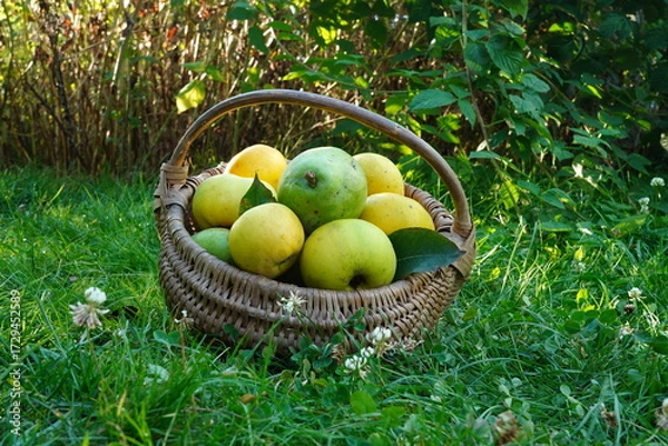 Fototapeta Organic apples and pears picked in wicker basket on grass in rural garden