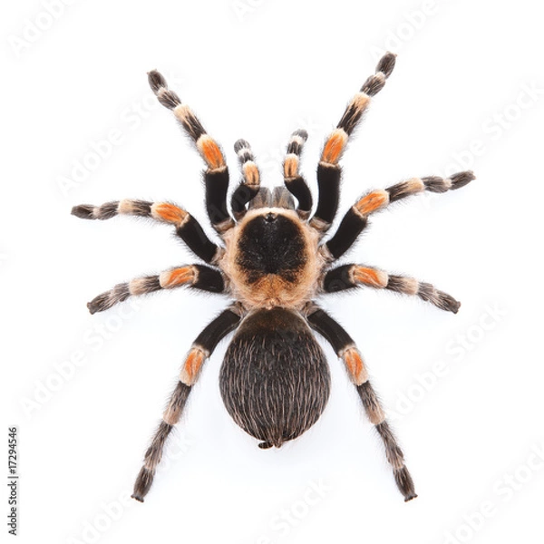 Obraz czerwona tarantula kolana