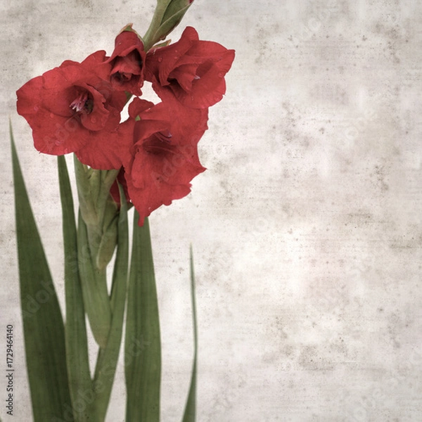Obraz textured stylish old paper background, square,  with dark red gladioulus, sword Lily 