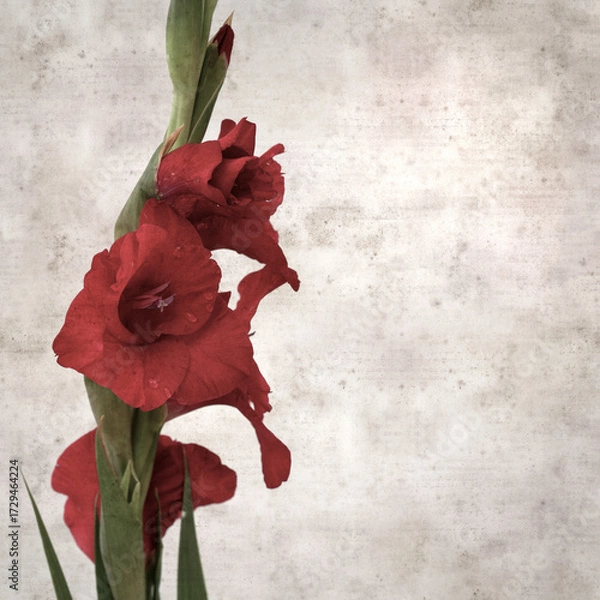 Obraz textured stylish old paper background, square,  with dark red gladioulus, sword Lily 