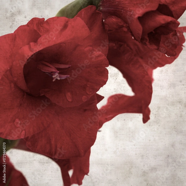 Obraz textured stylish old paper background, square,  with dark red gladioulus, sword Lily 