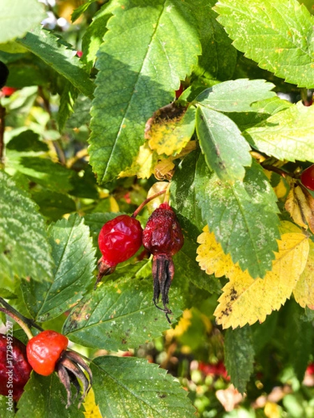 Obraz red rosehip berries on a branch
