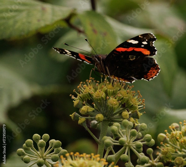Obraz butterfly on flower