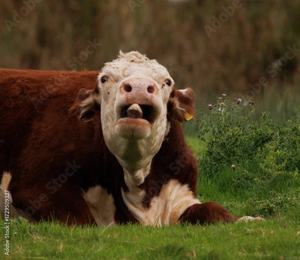 Obraz cow on a meadow