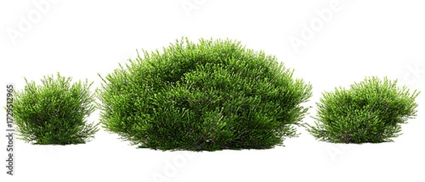 Obraz Round Shrub Plant Transparent Background
