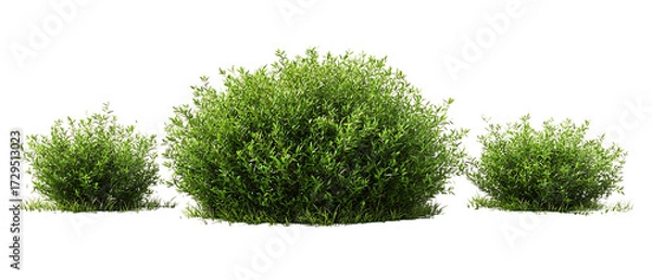 Obraz Round Shrub Plant Transparent Background
