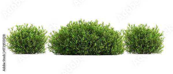 Obraz Round Shrub Plant Transparent Background

