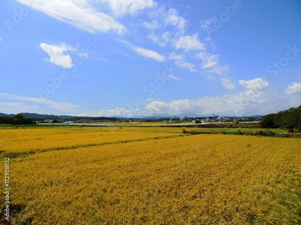 Obraz 実りの田んぼ