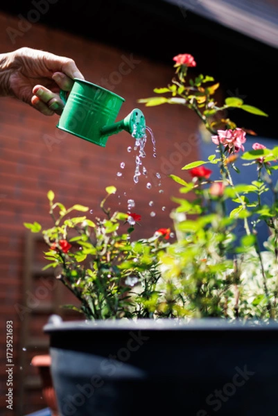 Fototapeta Watering vibrant flowers under a sunny sky in a garden setting during a warm afternoon
