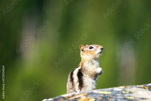 Obraz chipmunk on a tree
