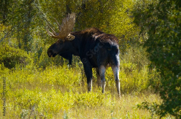Obraz Moose in the meadow