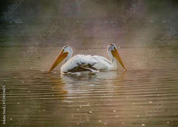 Obraz Pelicans Snake River Oxbow Bend