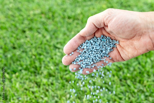 Fototapeta Close-up of hand spreading npk fertilizer granules on lawn.