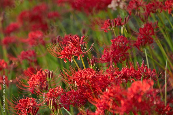 Fototapeta 朝日に照らされた彼岸花