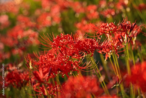 Fototapeta 朝日に照らされた彼岸花