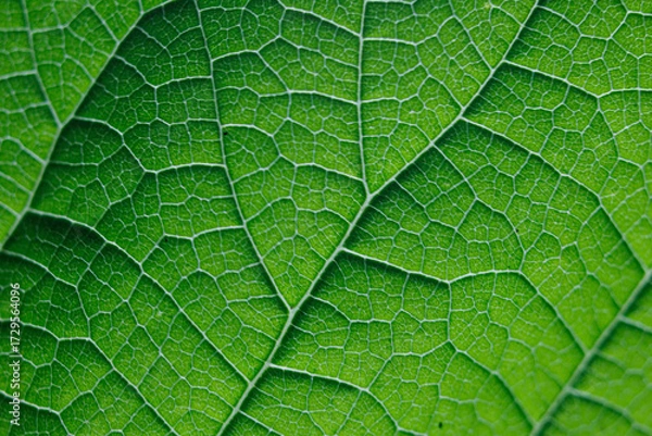 Obraz 鮮やかな緑の葉脈