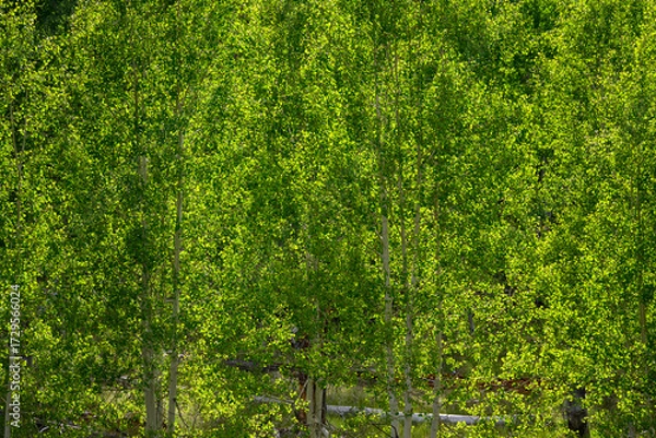 Obraz Green leafy background, closeup of quaking aspen branches and leaves backlit by the sun, Grand Canyon National Park, Arizona
