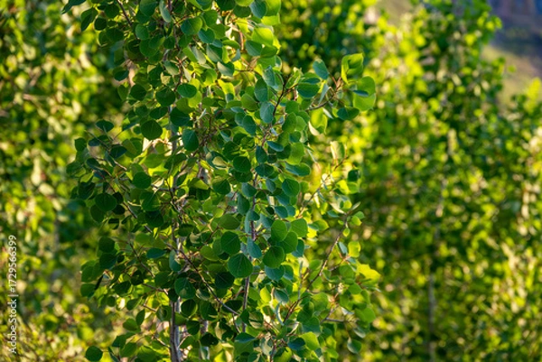 Obraz Green leafy background, closeup of quaking aspen branches and leaves backlit by the sun, Grand Canyon National Park, Arizona
