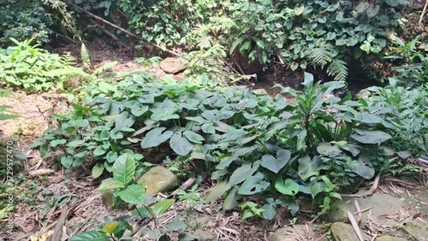 Obraz plants in the garden