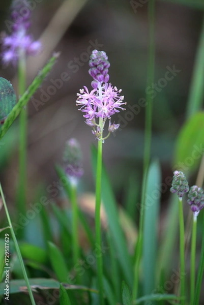 Obraz ツルボの花