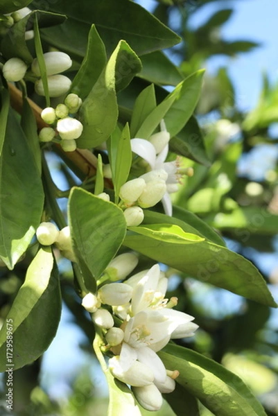 Fototapeta bee on the flower of a lemon tree, closeup of photo