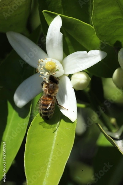 Fototapeta bee on the flower of a lemon tree, closeup of photo