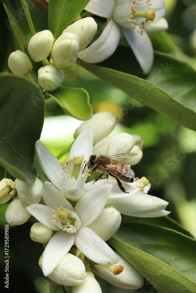 Fototapeta bee on the flower of a lemon tree, closeup of photo