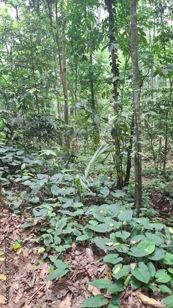 Obraz trees in the forest