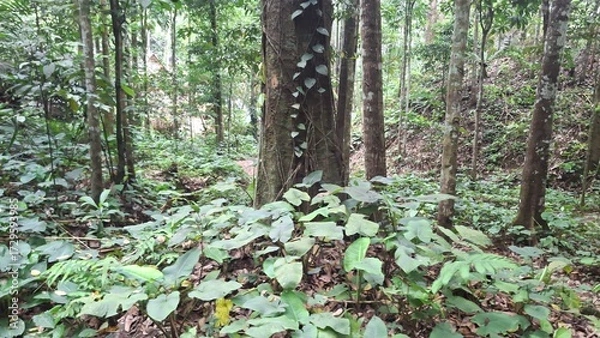 Obraz trees in the forest