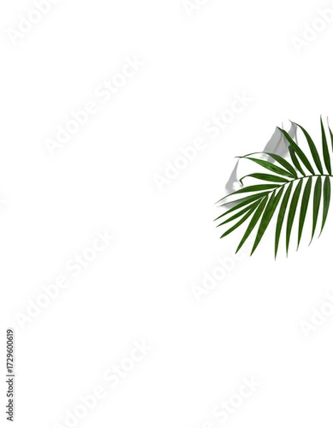 Fototapeta Close-up of a palm leaf, vibrant green, detailed veins,  isolated on black background