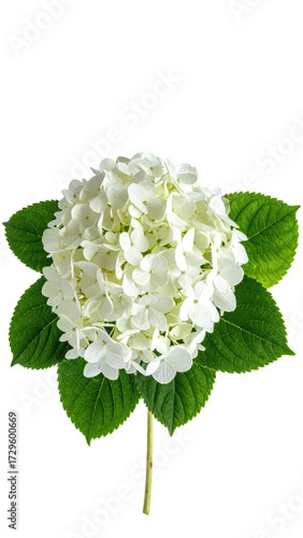 Fototapeta Close-up of a pristine white hydrangea flower head, set against a stark black background. 