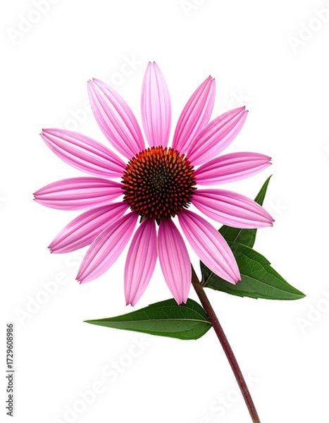 Obraz Close-up of a single, vibrant pink coneflower